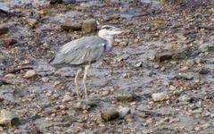 Ardea cinerea