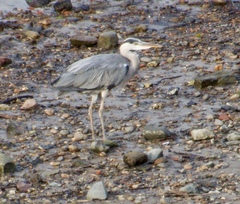 Ardea cinerea