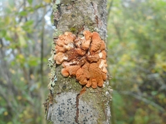 Hypocreopsis lichenoides