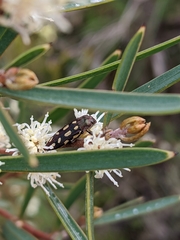 Castiarina parallela