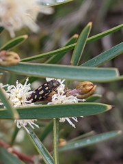 Castiarina parallela