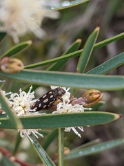 Castiarina parallela