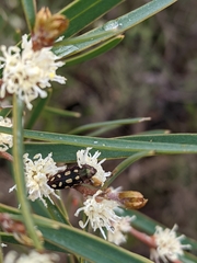 Castiarina parallela