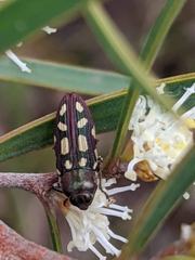 Castiarina parallela