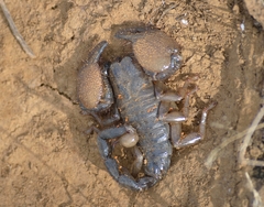 Pandinurus exitialis