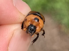 Bolbocerosoma tumefactum