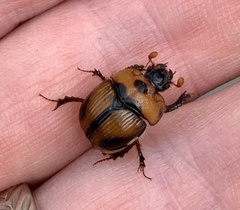Bolbocerosoma tumefactum