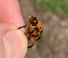 Bolbocerosoma tumefactum