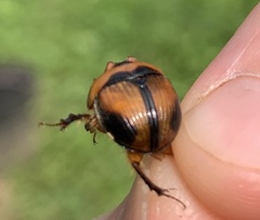 Bolbocerosoma tumefactum