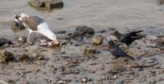 Larus marinus