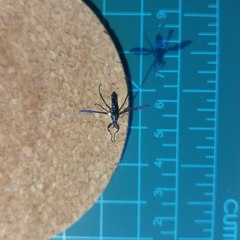 Bibio femoratus