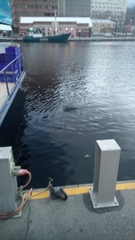 Arctocephalus pusillus doriferus