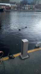 Arctocephalus pusillus doriferus