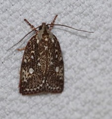 Euchaetis metallota