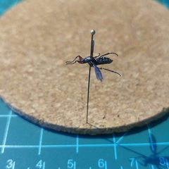 Bibio femoratus