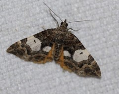 Chrysolarentia phaedra