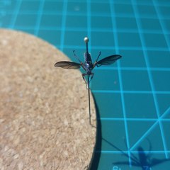 Bibio femoratus