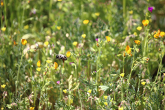 Alloscirtetica rufitarsis