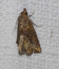 Plusiodonta arctipennis