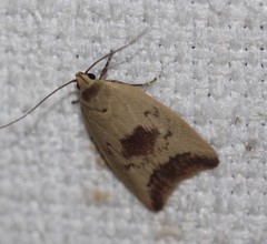 Ageletha elaeodes
