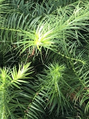 Cunninghamia