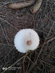 Leucoagaricus nympharum