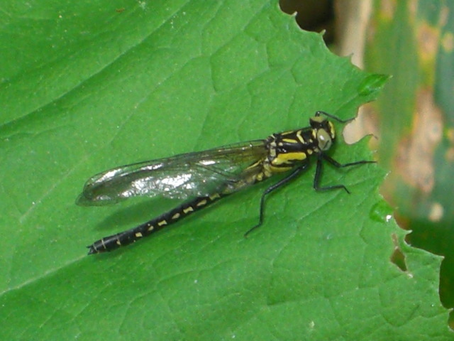 Davidius moiwanus