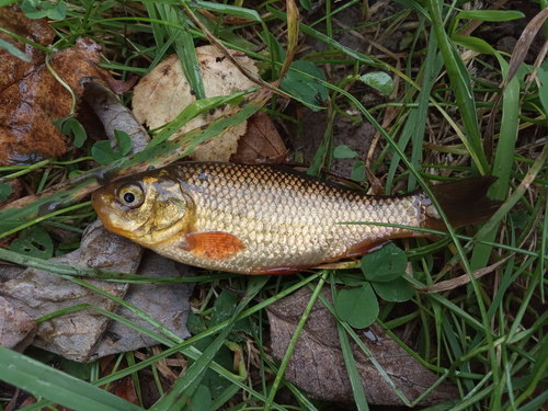Crucian Carp