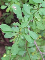 Berberis thunbergii