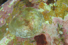 Anomia ephippium