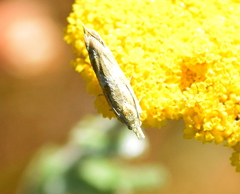 Bradyrrhoa gilveolella