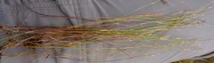 Restio decipiens