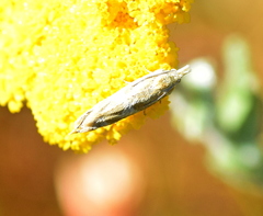 Bradyrrhoa gilveolella