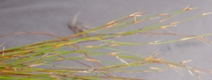 Restio decipiens