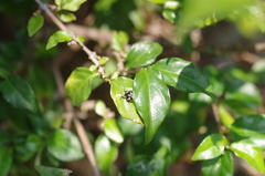 Chinavia brasicola