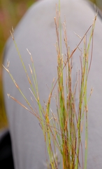 Restio decipiens