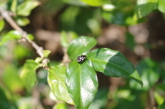 Chinavia brasicola