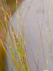 Restio decipiens
