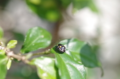 Chinavia brasicola