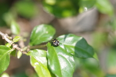 Chinavia brasicola