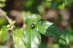Chinavia brasicola
