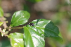 Chinavia brasicola