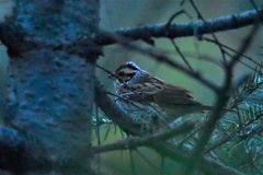 Emberiza chrysophrys