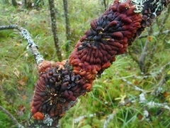 Hypocreopsis lichenoides
