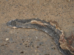 Coelognathus flavolineatus