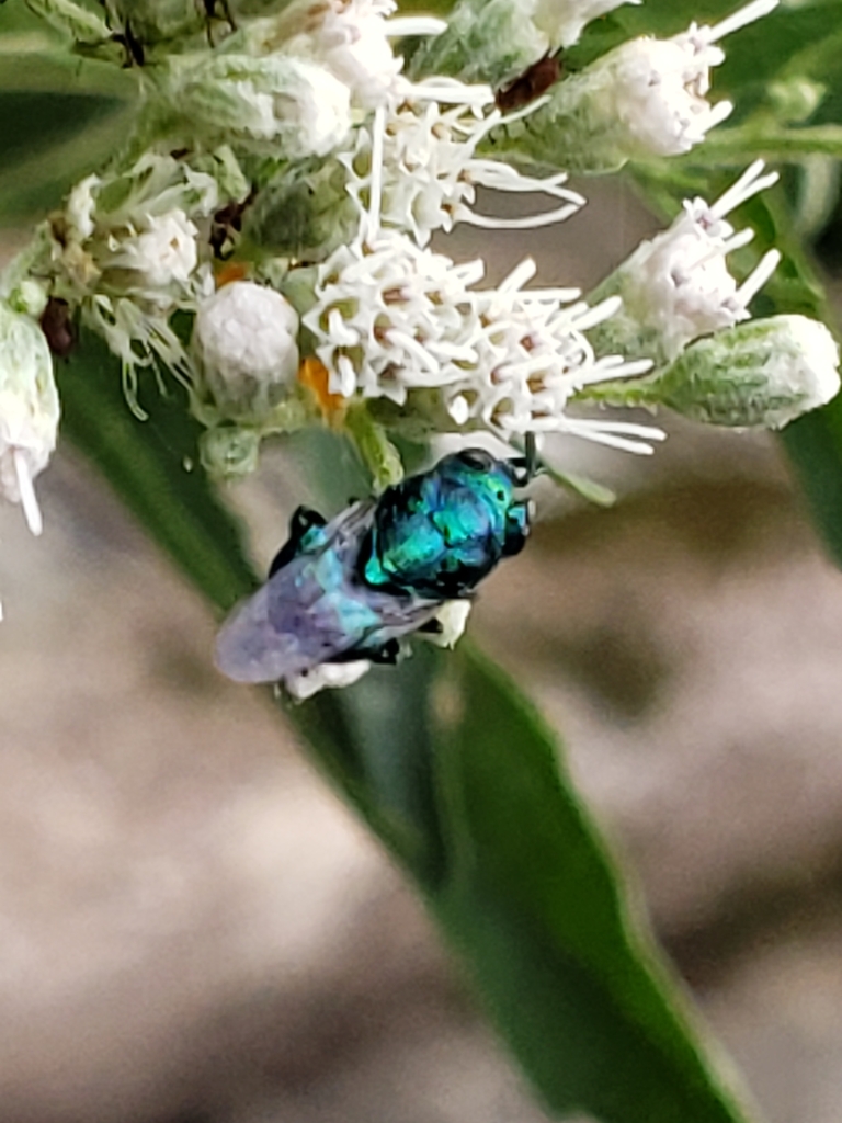 Euperilampus triangularis