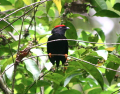 Chiroxiphia lanceolata
