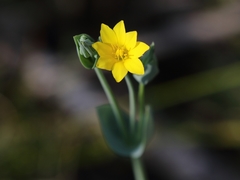 Blackstonia acuminata