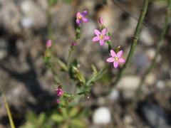 Centaurium littorale