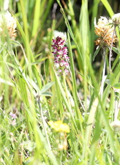Neotinea ustulata ustulata